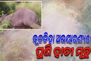 ରାଜ୍ୟରେ ଥମୁନି ହାତୀ ମୃତ୍ୟୁ: ବାଲେଶ୍ୱର କୂଳଡିହା ଅଭୟାରଣ୍ୟରେ ଆଖିବୁଜିଲା ପୁଣି ଏକ ହାତୀ
