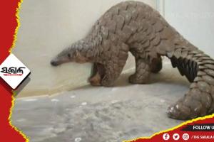 ବଜ୍ରକାପ୍ତା ଡିଲ ବେଳେ ମାଡି ବସିଲା ଏସଟିଏଫ: ଗୋଟିଏ ଜୀବନ୍ତ ବଜ୍ରକାପ୍ତା ଉଦ୍ଧାର, ୩ ଗିରଫ