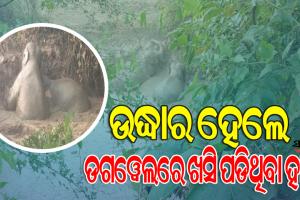 ଗ୍ରାମବାସୀ, ଅଗ୍ନିଶମ ଓ ବନ ବିଭାଗର ଉପସ୍ଥିତ ବୁଦ୍ଧି ଯୋଗୁଁ ନିଶ୍ଚିତ ମୃତ୍ୟୁ ମୁଖରୁ ରକ୍ଷା ପାଇଲେ ଦୁଇ ହାତୀ ଶାବକ, ଦେଖନ୍ତୁ ଭିଡିଓ…..
