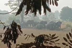 କାମାକ୍ଷାନଗର ସହର ଭିତରେ ୧୧ ଟିକିଆ ହାତୀପଲଙ୍କ ଉପଦ୍ରବ, ଚିନ୍ତାରେ ସ୍ଥାନୀୟ ଲୋକେ