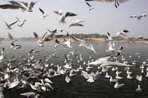 ଭିତରକନିକା ଜାତୀୟ ଉଦ୍ୟାନରେ ଚାଲିଛି ପକ୍ଷୀ ଗଣନା, ୧୭ଟି ଟିମ୍‌ ସାମିଲ