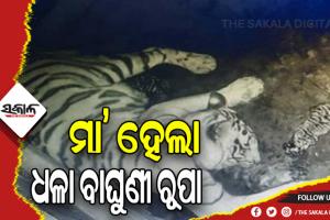 ନନ୍ଦନକାନନକୁ ଆସିଲା ନୂଆ ଅତିଥୀ: ଧଳା ବାଘୁଣୀ ରୂପା ଜନ୍ମଦେଲା ୩ ଶାବକ