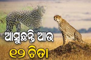 ଭାରତ ଆସୁଛନ୍ତି ଆଉ ୧୨ ଚିତା, ଦକ୍ଷିିଣ ଆଫ୍ରିକାକୁ ଉଡାଣ ଭରିଲା ବାୟୁସେନା ବିମାନ