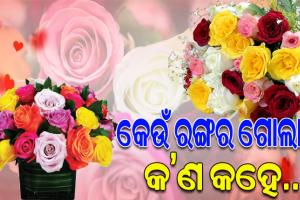 ଆଜିଠୁ ଆରମ୍ଭ ହେଲା ଭାଲେଣ୍ଟାଇନ୍ସ ସପ୍ତାହ; ଆସନ୍ତୁ ଜାଣିବା କେଉଁ ରଙ୍ଗର ଗୋଲାପ କ’ଣ କହେ…