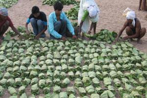 ‘ସକାଳ’ ପ୍ରଭାବ: ଟିଟିଲାଗଡ଼ କେନ୍ଦୁପତ୍ର କର୍ମଚାରୀଙ୍କ ଅର୍ଥ ଅନିୟମିତତା ଘଟଣାର କାର୍ଯ୍ୟାନୁଷ୍ଠାନ ରିପୋର୍ଟ ଦେବାକୁ ଡ଼ିଏଫଓଙ୍କୁ ନିର୍ଦ୍ଦେଶ