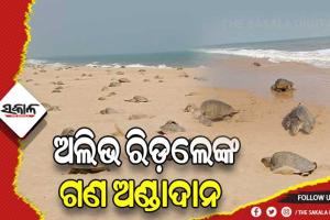 ଦୀର୍ଘ ବର୍ଷ ପରେ ଋଷିକୁଲ୍ୟା ମୁହାଣରେ ଦିନବେଳା ଅଲିଭ ରିଡଲେଙ୍କ ଗଣ ଅଣ୍ଡାଦାନ