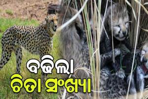 କୁନୋ ଜାତୀୟ ଉଦ୍ୟାନରୁ ଆସିଲା ଖୁସି ଖବର, ୪ ଛୁଆଙ୍କୁ ଜନ୍ମ ଦେଲା ନାମିବ୍ୟା ଚିତା