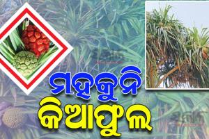 ଜଗତସିଂହପୁରରେ ହ୍ରାସ ପାଉଛି କିଆଗଛ ସଂଖ୍ୟା, ଚିନ୍ତାରେ ପରିବେଶବିତ୍‌‌