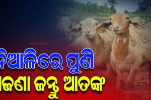 ପୁଣି ନିଆଳିରେ ମେଣ୍ଢା ମଡକ; ଅଜଣା ଜନ୍ତୁ ଆକ୍ରମଣରେ ୧୦ ମେଣ୍ଢା ମୃତ