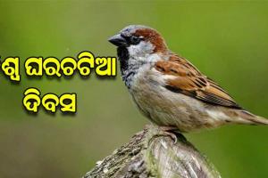 ଆଜି ବିଶ୍ୱ ଘରଚଟିଆ ଦିବସ: କଂକ୍ରିଟ୍‌‌ ସହରରେ ଘର ଖୋଜୁଛନ୍ତି ଘରଚଟିଆ