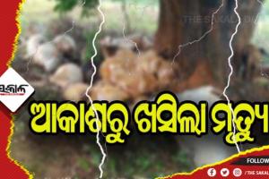 ଆକାଶରୁ ଖସିଲା ମୃତ୍ୟୁ: ବଜ୍ରାଘାତରେ ୧୯ ଗୋରୁ ମୃତ