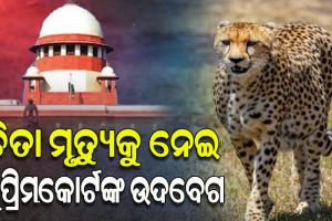 କୁନୋ ଜାତୀୟ ଉଦ୍ୟାନକୁ ଅଣାଯାଇଥିବା ଚିତାଙ୍କ ମୃତ୍ୟୁକୁ ନେଇ ଉଦବେଗ ପ୍ରକାଶ କଲେ ସୁପ୍ରିମକୋର୍ଟ, ରାଜସ୍ଥାନକୁ ସ୍ଥାନାନ୍ତର ଲାଗି କେନ୍ଦ୍ରକୁ ପରାମର୍ଶ