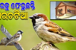 ପରିବେଶ ସନ୍ତୁଳନର ଏକ ବଡ଼ ବାର୍ତ୍ତାବହ ଘରଚଟିଆ; ବିଲୁପ୍ତ ପ୍ରାୟ ଏ ଚଢ଼େଇର ଗୃହ ପ୍ରତ୍ୟାବର୍ତ୍ତନ ପାଇଁ ଗଞ୍ଜାମ ଜିଲ୍ଲାରେ ଉଦ୍ୟମ ଆରମ୍ଭ