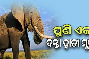 ବଡ଼ମ୍ବା ରେଞ୍ଜରେ ପୁଣି ଏକ ଦନ୍ତାହାତୀର ମୃତଦେହ ଉଦ୍ଧାର, ବଜ୍ରାଘାତରେ ମୃତ୍ୟୁବରଣ କରିଥିବା ସୂଚନା