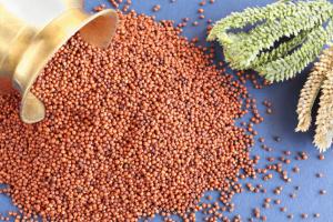 ମାଣ୍ଡିଆ ଭୂ-ପ୍ରଜାତି ଜାରି କରିବାରେ ଓଡ଼ିଶା ପ୍ରଥମ