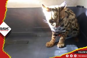 ଇଟାନଗରରୁ ନନ୍ଦନକାନନ ଆସିଥିବା ଚିତା ବିରାଡିର ମୃତ୍ୟୁ