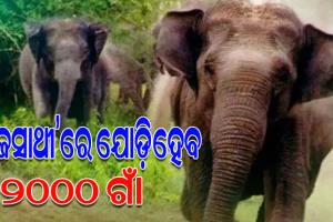 ହାତୀ-ମଣିଷ ଲଢ଼େଇ ରୋକିବାକୁ ବହୁସୂତ୍ରୀ ଯୋଜନା: ‘ଗଜସାଥୀ’ରେ ଯୋଡ଼ି ହେବ ୨୦୦୦ ଗାଁ