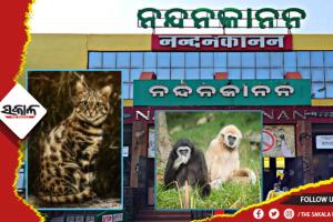 ପର୍ଯ୍ୟଟକଙ୍କ ପାଇଁ ଖୁସି ଖବର: ନନ୍ଦନକାନନକୁ ଆସିବ ହୁଲକ୍ ଗିବନ ଓ ଚିତ୍ରା ବିରାଡ଼ି