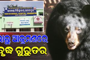 ଛତୁ ତୋଳିବାକୁ ଯାଇ ଭାଲୁ ଆକ୍ରମଣର ଶିକାର ହେଲେ ବୃଦ୍ଧ, ଗୁରୁତର ଅବସ୍ଥାରେ ଡାକ୍ତରଖାନାରେ ଭର୍ତ୍ତି