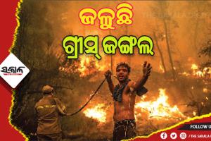 ଜଳୁଛି ଗ୍ରୀସ୍ ଜଙ୍ଗଲ, ୨୦ ପ୍ରବାସୀ ନାଗରିକଙ୍କ ମୃତ୍ୟୁ