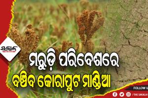 କେନ୍ଦ୍ରୀୟ ବିଶ୍ବବିଦ୍ୟାଳୟର ଗବେଷଣା, ମରୁଡ଼ି ପରିବେଶରେ ବଞ୍ଚିବ କୋରାପୁଟ ମାଣ୍ଡିଆ