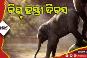 ଆଜି ବିଶ୍ୱ ହସ୍ତୀ ଦିବସ: ଜଙ୍ଗଲରେ ପୂରୁନି ପେଟ, ଜନବସତିମୁହାଁ ହାତୀ