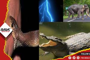 ଦୁଇ ବର୍ଷରେ ସାପ କାମୁଡାରେ ୧୩୩୬, ବଜ୍ରାଘାତରେ ୪୨୪, କୁମ୍ଭୀର ଆକ୍ରମଣରେ ୧୧ ଓ ହାତୀ ଆକ୍ରମଣରେ ୨୫୯ ଜଣଙ୍କର ମୃତ୍ୟୁ ଘଟିଛି