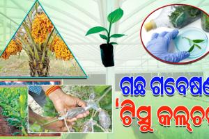 ବଢ଼଼ୁଛି ଟିସୁ କଲ୍‌‌ଚର୍‌‌ର ଆଦର; କମ୍‌‌ ସମୟ ଓ କମ୍‌‌ ପରିଶ୍ରମରେ ଅଧିକ ଲାଭବାନ୍‌‌ ହେଉଛନ୍ତି ଚାଷୀ