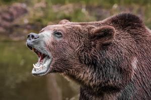 ୩ ଭାଲୁଙ୍କ ସହିତ ଏକାକୀ ଲଢି ନିଜ ଜୀବନ ବଞ୍ଚାଇଲେ ଯୁବକ