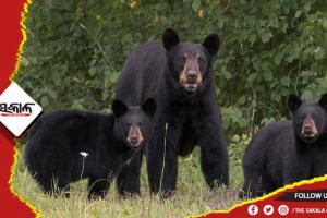 ବିଲକୁ ଯାଇଥିବାବେଳେ ଭାଲୁ ଆକ୍ରମଣରେ ଜଣେ ବ୍ଯକ୍ତି ଗୁରୁତର
