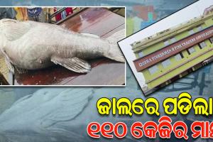 ଜାଲରେ ପଡିଲା ୧୧୦ କେ.ଜିର ବିଶାଳକାୟ ଭୋଲା ମାଛ, ୨୫ ହଜାର ଟଙ୍କାରେ ହେଲା ବିକ୍ରି