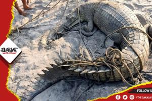 ଭୋଗରାଇ ସମୁଦ୍ର କୂଳରୁ ୧୩ ଫୁଟର ଘଡିଆଳ କୁମ୍ଭୀର ଉଦ୍ଧାର