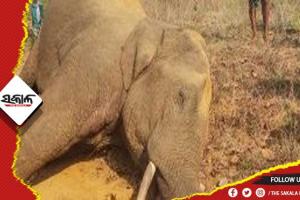 ମାଲବାହୀ ଟ୍ରେନ୍ ଧକ୍କାରେ ମାଈହାତୀ ମୃତ