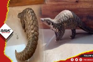 ବଜ୍ରକାପ୍ତା ଚୋରା ଚାଲାଣ ବେଳେ ମାଡି ବସିଲା STF: ଜୀବନ୍ତ ବଜ୍ରକାପ୍ତା ଉଦ୍ଧାର, ଜଣେ ଗିରଫ