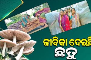 ମିଶନଶକ୍ତି ଜରିଆରେ ଛତୁଚାଷ କରି ସାମାଜିକ ଓ ଅର୍ଥନୈତିକ ସ୍ତରରେ ସଶକ୍ତ ହୋଇପାରିଛନ୍ତି ବାଗଦା ଗ୍ରାମର ୧୩୫ ମହିଳା
