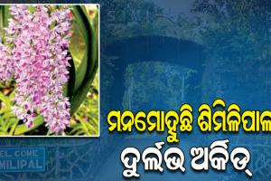 ମନମୋହୁଛି ଶିମିଳିପାଳର ଦୁର୍ଲଭ ଅର୍କିଡ୍‌, ୨ ପ୍ରଜାତି ଅର୍କିଡ୍‌ ଭାରତରେ କେବଳ ଏଇଠି ଫୁଟେ