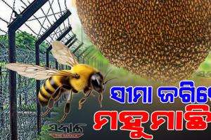 ଦେଶ ସେବା କରିବେ ମହୁମାଛି : ସୀମାରେ ଅନୁପ୍ରବେଶ ରୋକିବା ପାଇଁ ବିଏସଏଫର ଅଭିନବ ଉପାୟ