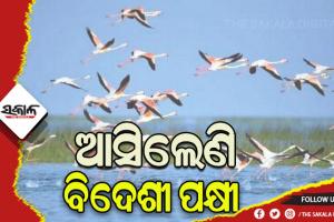 рмЪрм┐рм▓рм┐рмХрм╛рмХрнБ рммрм┐рмжрнЗрм╢рнА рмкрмХрнНрм╖рнАрмЩрнНрмХ рмЖрмЧрморми, рмЖрм╕рм┐рм▓рнЗрмгрм┐ рннрнн рмкрнНрм░рмЬрм╛рмдрм┐рм░ рннрнк рм╣рмЬрм╛рм░рм░рнБ рмЙрм░рнНрмжрнНрмзрнНрмм рммрм┐рмжрнЗрм╢рм╛рмЧрмд рмкрмХрнНрм╖рнА