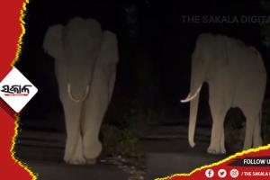 ବାଙ୍କୀ-କଟକ ମୁଖ୍ୟ ରାସ୍ତାରେ ୧୭ ଟିକିଆ ହାତୀପଲ, ଯାତାୟାତ ବାଧାପ୍ରାପ୍ତ