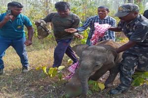 рмЖрм╣рмд рм╣рм╛рмдрнАрмЫрнБрмЖрм░ рм╣рнЗрм▓рм╛ рмкрнНрм░рм╛рмерморм┐рмХ рмЪрм┐рмХрм┐рмдрнНрм╕рм╛, рмЕрмзрм┐рмХ рмЪрм┐рмХрм┐рмдрнНрм╕рм╛ рмкрм╛рмЗрмБ рмУрнЯрнБрмПрмЯрм┐ рмХрм┐рморнНрммрм╛ рмирмирнНрмжрмирмХрм╛рмирми рм╣рнЛрмЗрмкрм╛рм░рнЗ рм╕рнНрмерм╛рмирм╛рмирнНрмдрм░