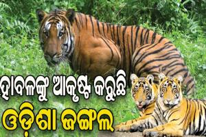 ଛତିଶଗଡ଼ ଓ ଆନ୍ଧ୍ର ବାଘ ଏବେ ଓଡ଼ିଶା ମୁହାଁ, ଆସୁଥିବା ବାଘଙ୍କ ସୁରକ୍ଷା ବନ ବିଭାଗ ପାଇଁ ଆହ୍ୱାନ