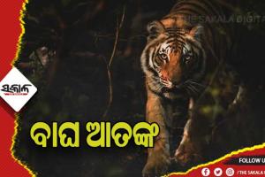 ସାବଧାନ, ଗାଁ ନିକଟରେ ବୁଲୁଛି ବାଘ ! କେନ୍ଦୁଝର ଆନନ୍ଦପୁର ପଞ୍ଚୁପଲ୍ଲୀରେ ବାଘ ବୁଲୁଥିବାର ଭିଡିଓ ଭାଇରାଲ
