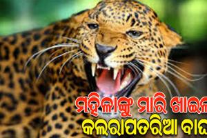 ନୂଆପଡ଼ାରେ ବାଘ ଆତଙ୍କ; ନାବାଳକ ପରେ ଆଜି ପୁଣି ଜଣେ ମହିଳାଙ୍କୁ ମାରି ଖାଇଲା କଲରାପତରିଆ ବାଘ