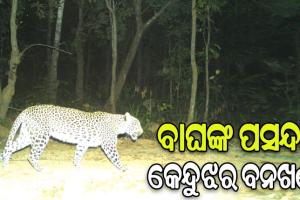 ବାଘଙ୍କ ପସନ୍ଦ କେନ୍ଦୁଝର ବନଖଣ୍ଡ: ଚିହ୍ନଟ ହେଲେଣି ୧ ମହାବଳ, ୧୫ରୁ ଊର୍ଦ୍ଧ୍ବ କଲରାପତରିଆ