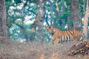 ଶିମିଳିପାଳରେ ଦୁଇ ମହାବଳ ବାଘଙ୍କ ମଧ୍ୟରେ ଲଢେଇ