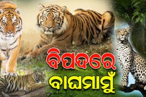 ସଙ୍କଟରେ ଜଙ୍ଗଲରାଜା ! ତସ୍କରଙ୍କ ପାଇଁ ଓଡିଶାରୁ ହ୍ରାସ ପାଉଛି ବାଘସଂଖ୍ୟା