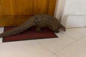 ବଜ୍ରକାପ୍ତା ଚୋରା ଚାଲାଣ ପାଇଁ ଚାଲିଥିଲା ଡିଲ୍, ମାଡିବସିଲା ଏସଟିଏଫ୍; ୨ ଗିରଫ