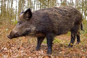 ବାରାହା ଫାସରେ ପଡି ଦୁଇ ନାବାଳକଙ୍କ ମୃତ୍ୟୁ