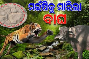 ମୁନିଗୁଡ଼ା ରେଞ୍ଜରେ ମହାରାଷ୍ଟ୍ର ବାଘର ଆତଙ୍କ, ମଇଁଷି ଛୁଆକୁ ଖାଇଗଲା ମହାବଳ ବାଘ