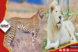 ନୂଆବର୍ଷରେ ନନ୍ଦନକାନନ ଚିଡ଼ିଆଖାନା ପାଇବ ନୂଆ ଅତିଥି